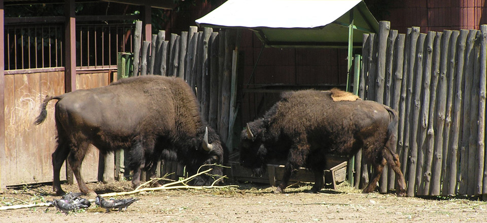 账号充值折扣的ddos攻击在哪能买到